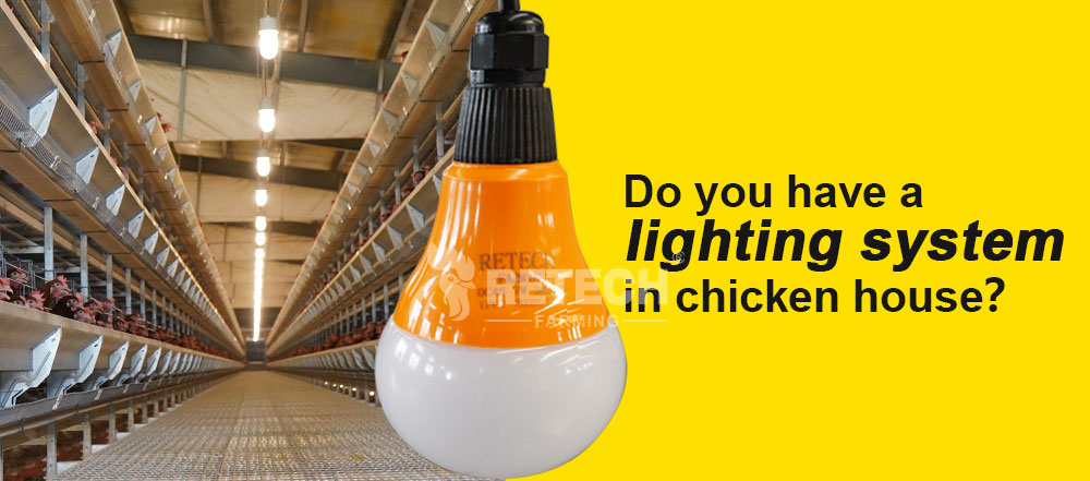 poultry-house-lighting-systems-for-layer-broiler-farm