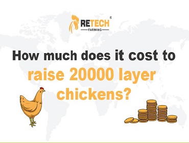 20,000 chickens farm