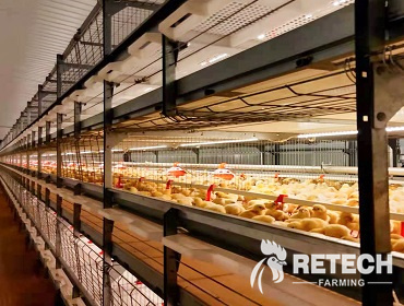 20000 broilers poultry farm