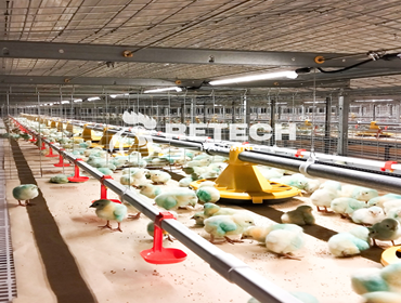 automatic broiler cage farming